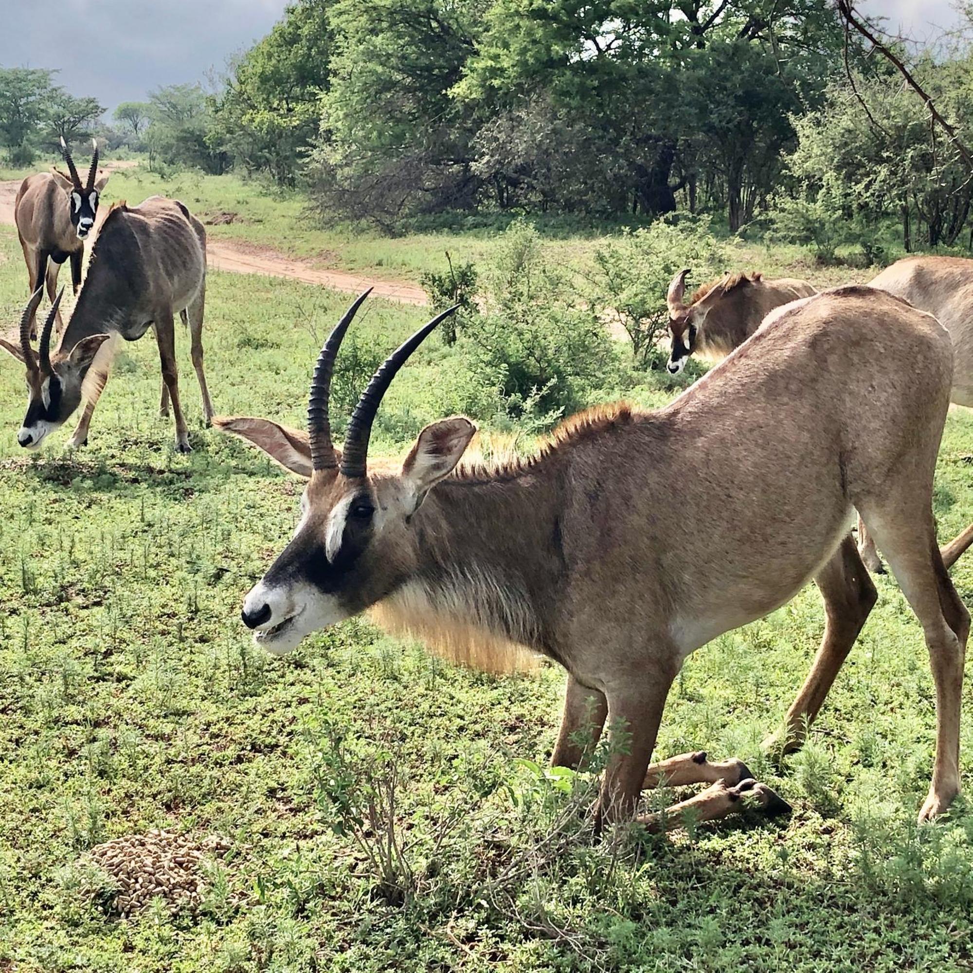 Bushwa Private Game Lodge Фаалватер Екстериор снимка