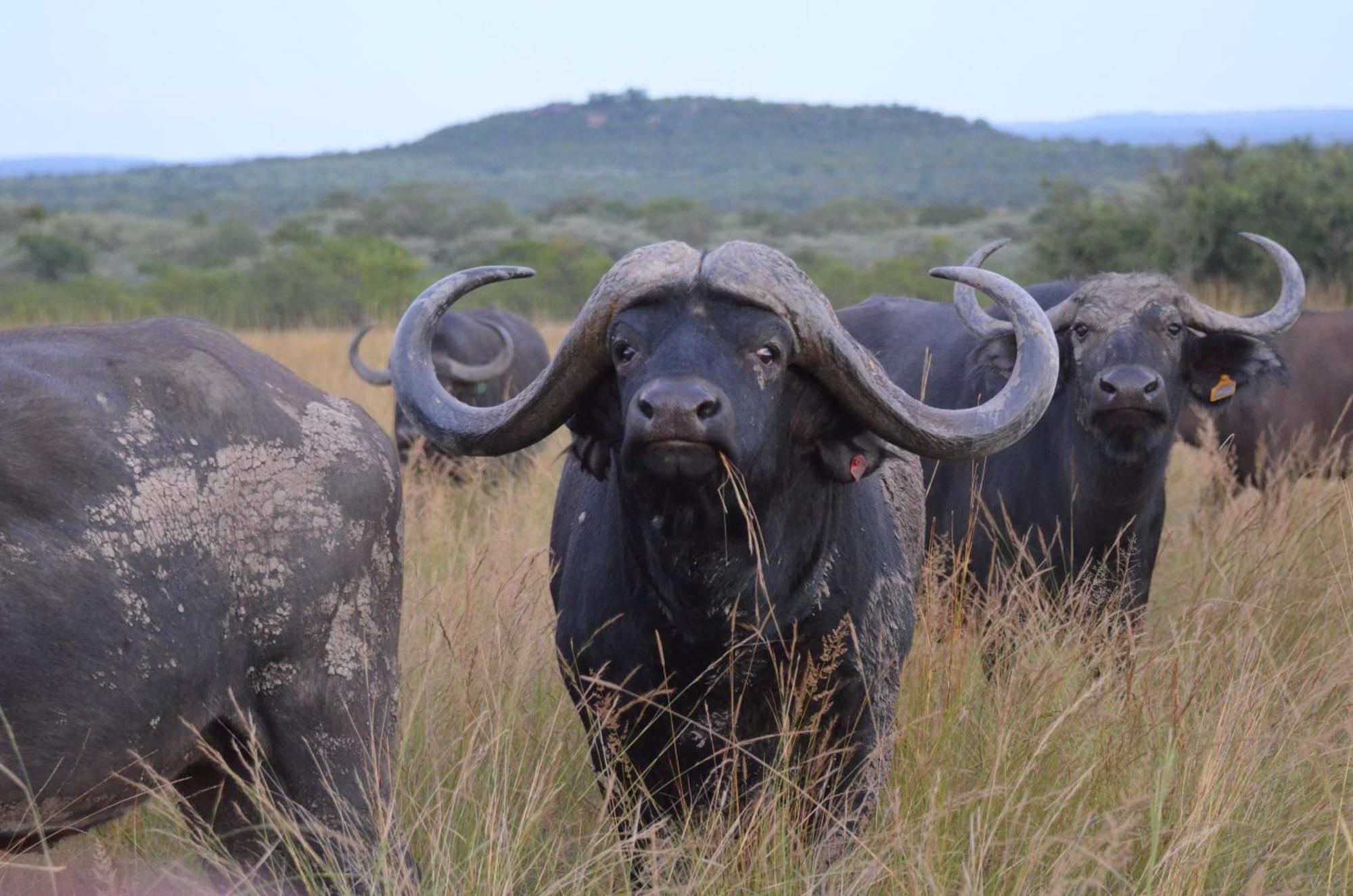 Bushwa Private Game Lodge Фаалватер Екстериор снимка